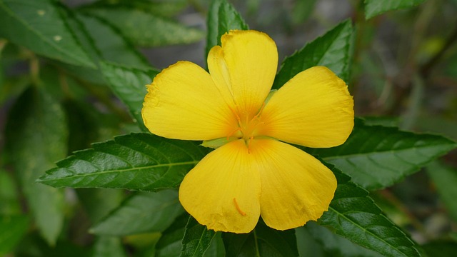 Gd5805146782e2875cfe5bd2b3992784c525af6d33f7d4f3d615149f2eb6be763ee867aeeaab2290a2104e166b2ef5734162cb5bbba85a34a411a2408afe7d5be 640